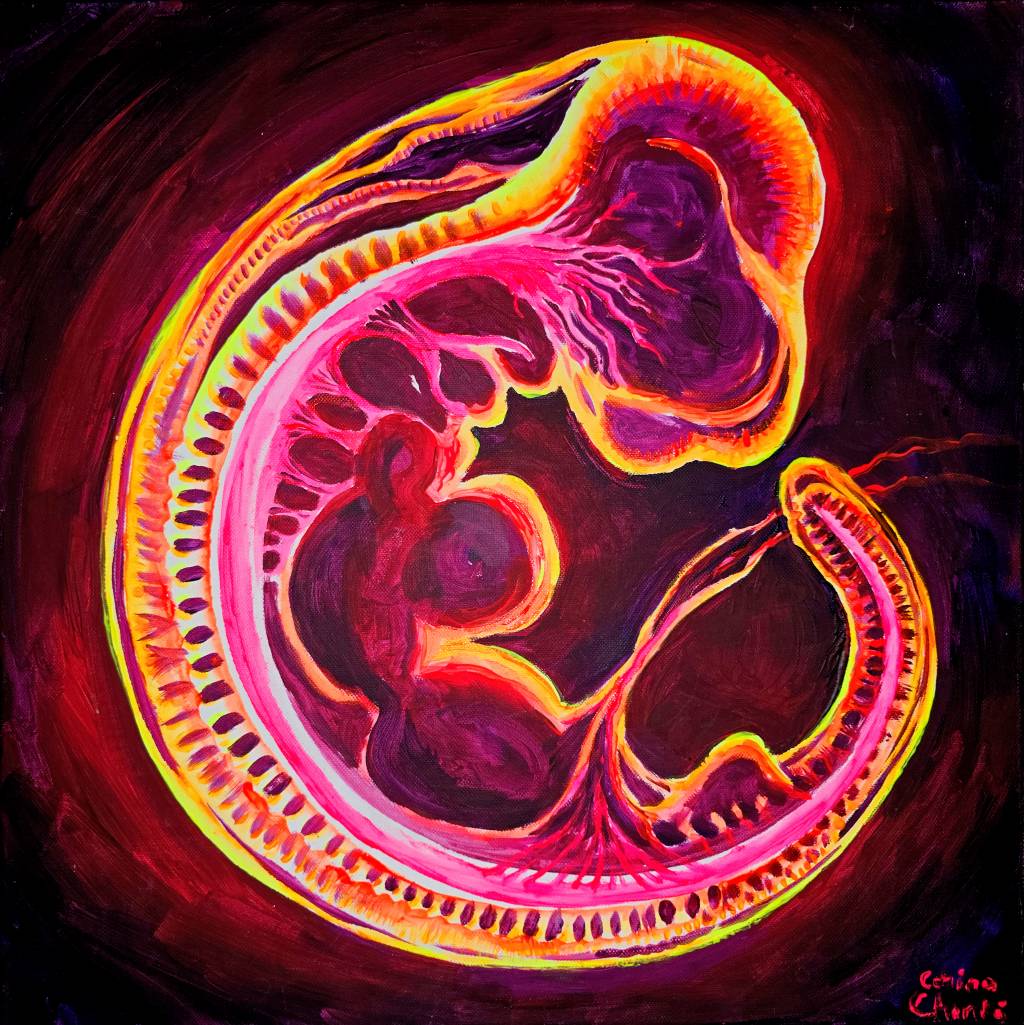 Poza Embrion de mamifer