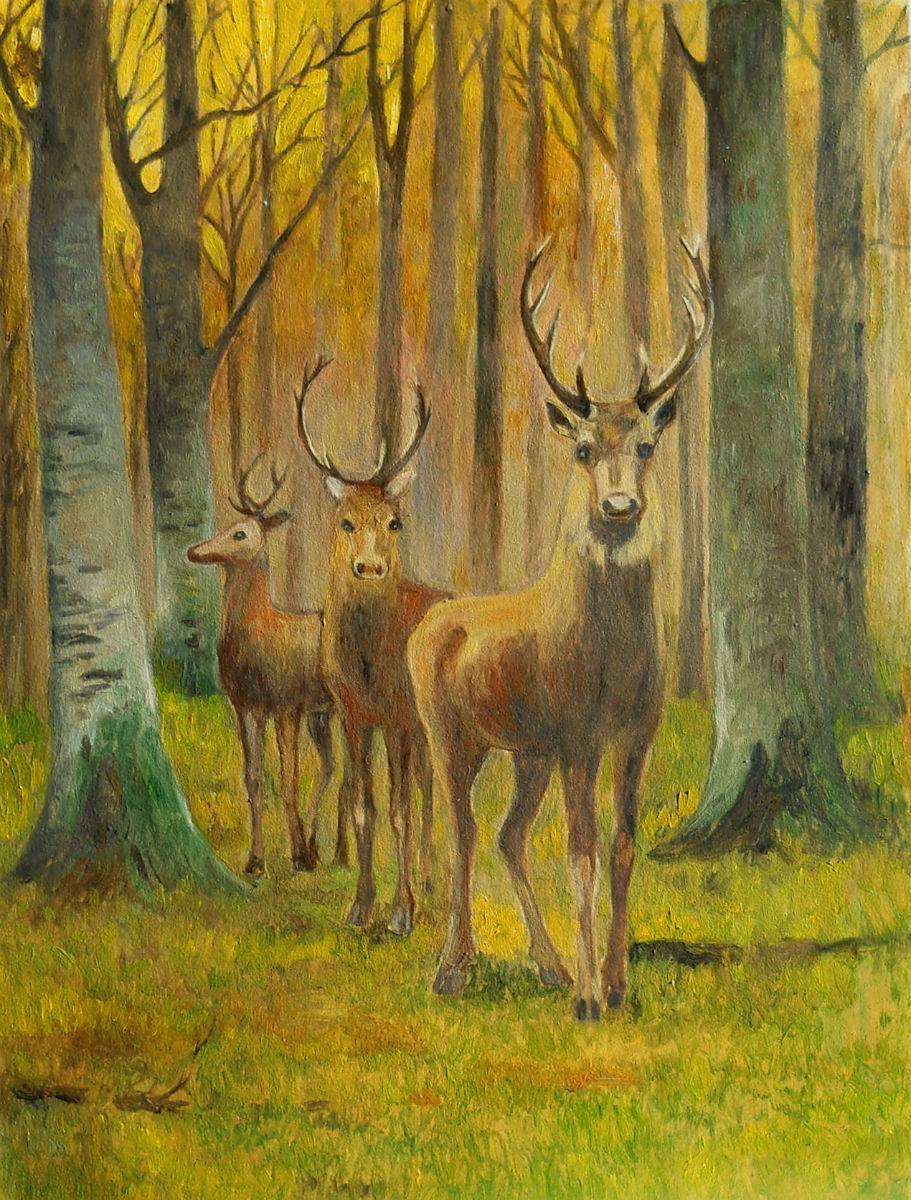 Poza peisaj cu cerbi