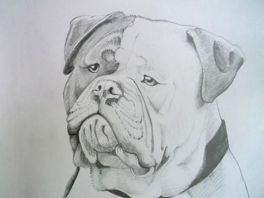 Picturi cu animale Bulldog american 