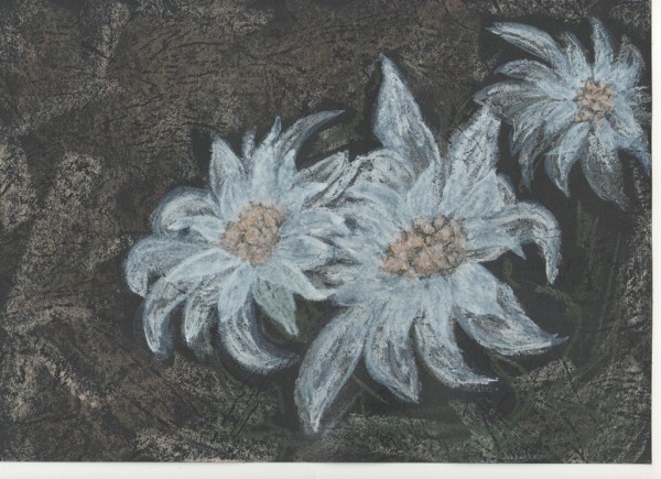 Picturi cu flori Floare de colt