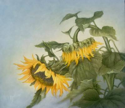 Poza Floarea soarelui
