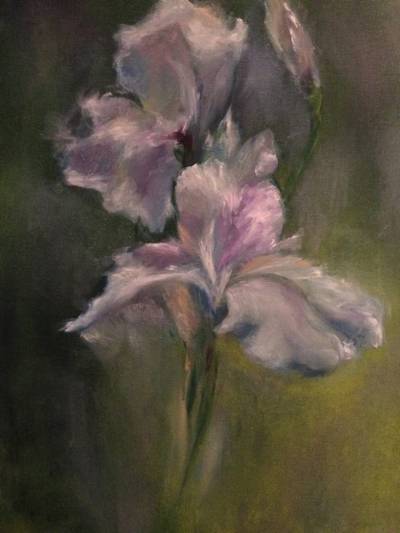 Poza Iris