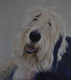 Picturi cu animale portret ciobanesc englezesc