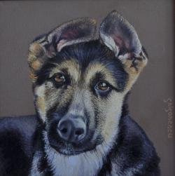 Picturi cu animale portret ciobanesc german