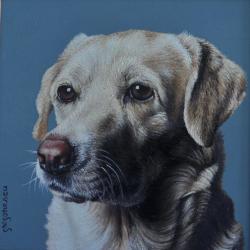 Picturi cu animale portret labrador