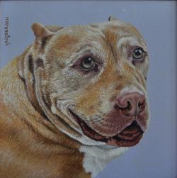 Picturi cu animale portret pittbul Daddy Millan