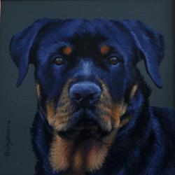 Picturi cu animale portret Rottwailer