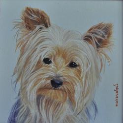 Picturi cu animale portret Workshire Terrier