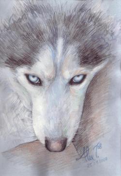 Picturi cu animale Huskyy