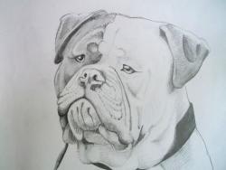 Picturi cu animale Bulldog american 