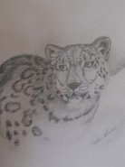 Picturi cu animale Jaguar