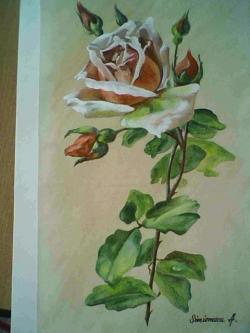 Picturi cu flori  boboci de trandafir cu roua