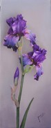 Picturi cu flori Iris