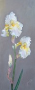 Picturi cu flori Iris alb