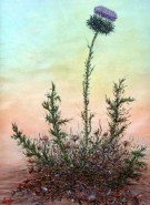Picturi cu flori Ciuleandra.floral2