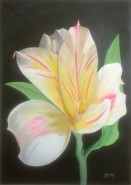 Picturi cu flori Primavara