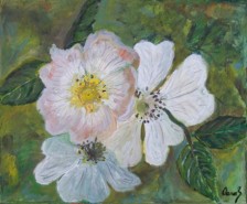 Picturi cu flori Flori de maces