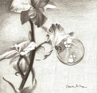 Picturi in creion / carbune Picatura de roua