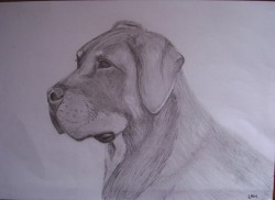 Picturi in creion / carbune H.