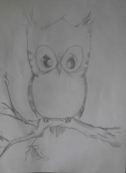 Picturi in creion / carbune Pui de bufnita