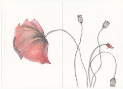 Picturi in creion / carbune Maci